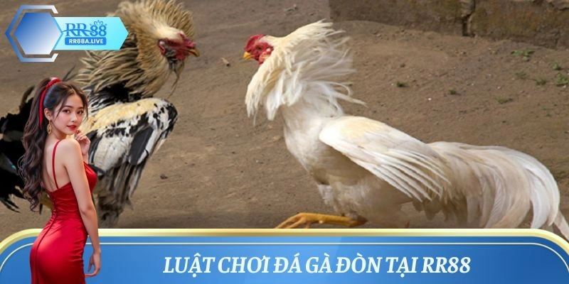 Khám phá luật chơi đá gà đòn bài bản